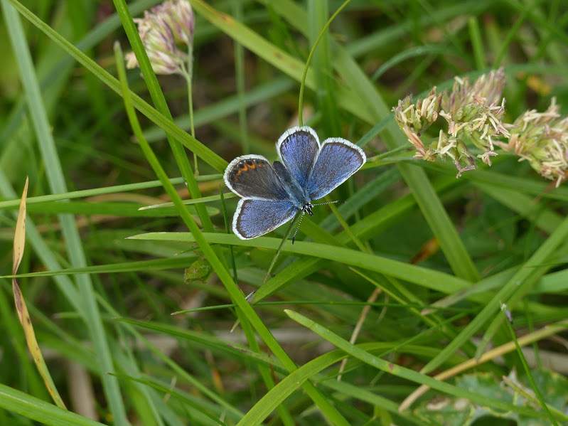 Plebejus argus (quarter gynandromorph, live)) (Internet Image property of respective owner, non-commercial use only)